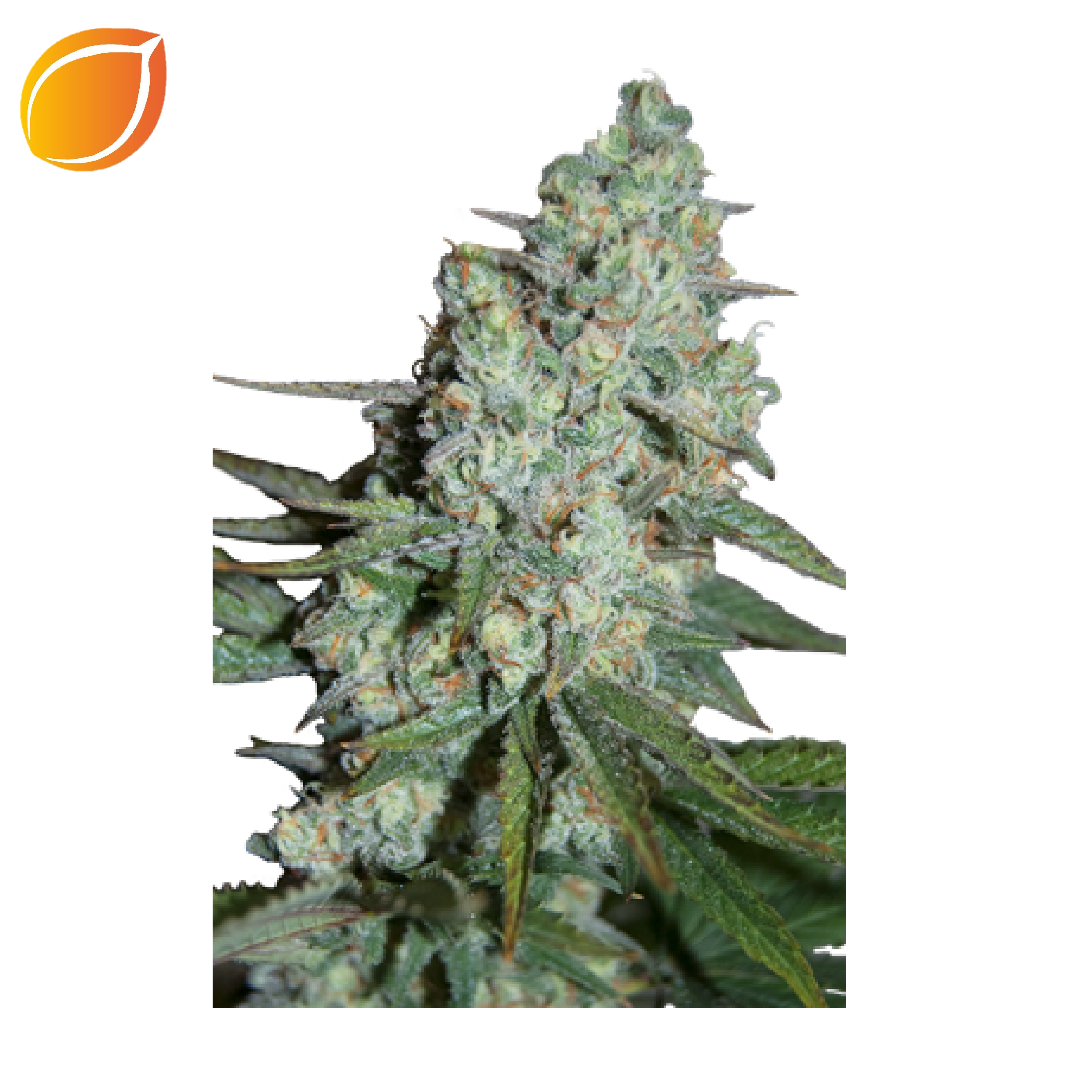 Sin título-14_Mesa de trabajo 1