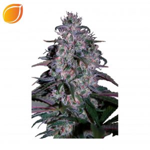 Alakazam / 5 unidades